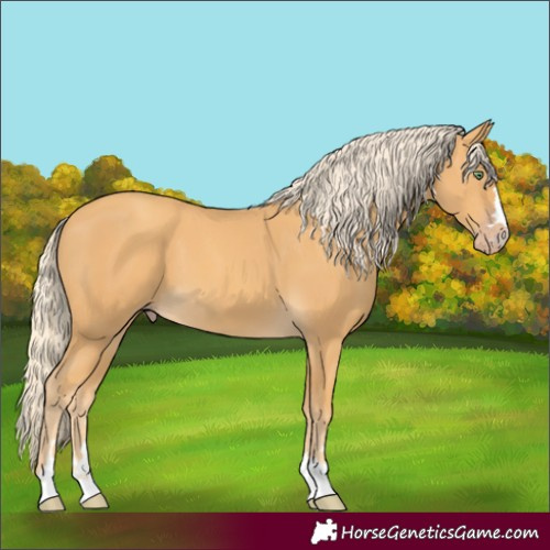 Horse Color:Gold Cream Champagne 