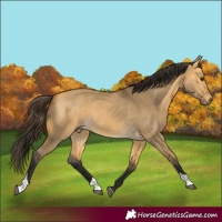 Horse Color:Buckskin Dun Tobiano