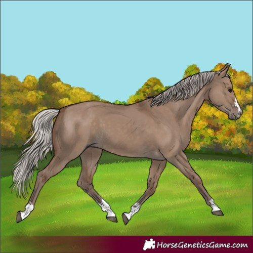 Horse Color:Silver Grullo 