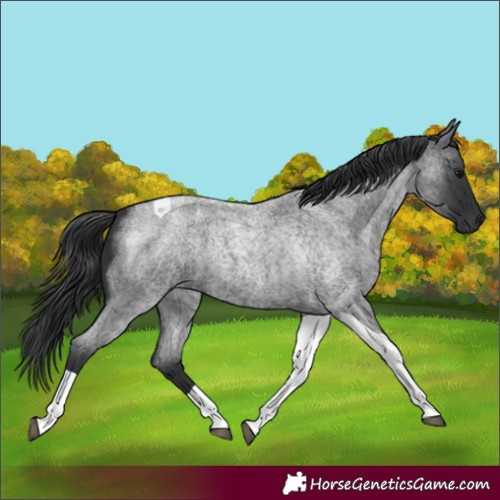 Horse Color:Blue Roan Tobiano