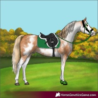 Horse Color:White Spotted Chestnut Splash 
