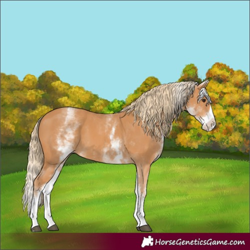 Horse Color:White Spotted Chestnut Splash 