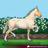 Horse Color:Palomino Roan Tobiano 