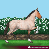 Horse Color:Bay Roan Tobiano