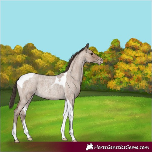 Horse Color:Classic Champagne Roan Tobiano Rabicano