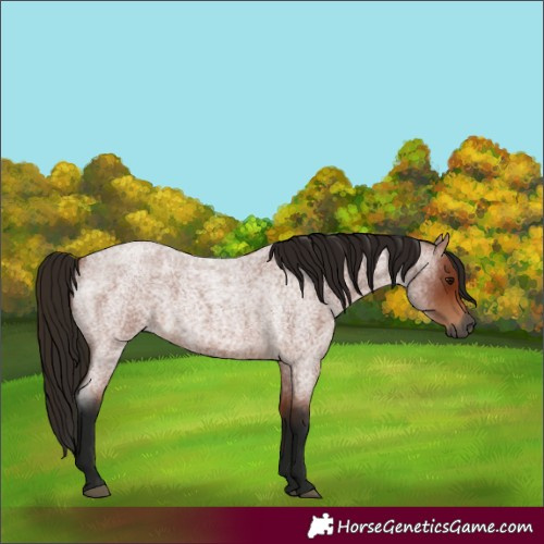 Horse Color:Gray Bay Roan 