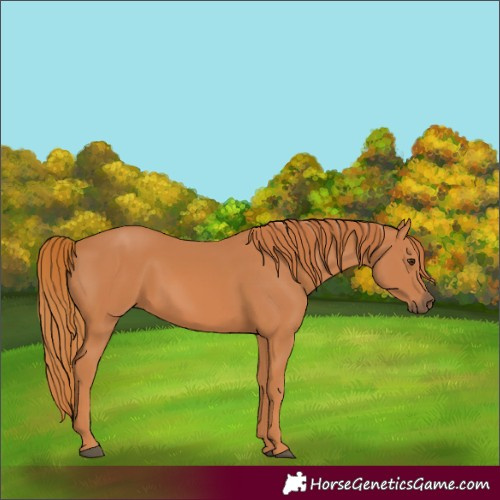 Horse Color:Chestnut 