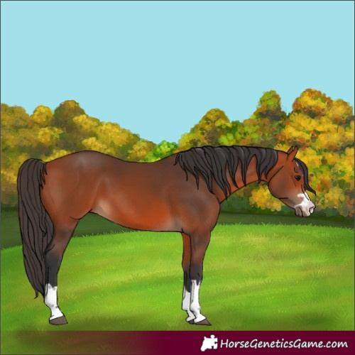 Horse Color:Bay 