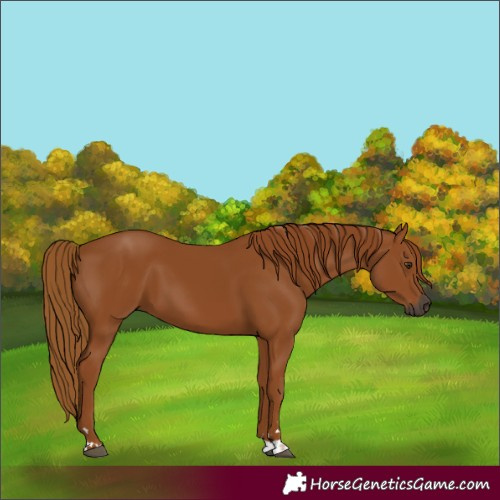 Horse Color:Gray Chestnut 