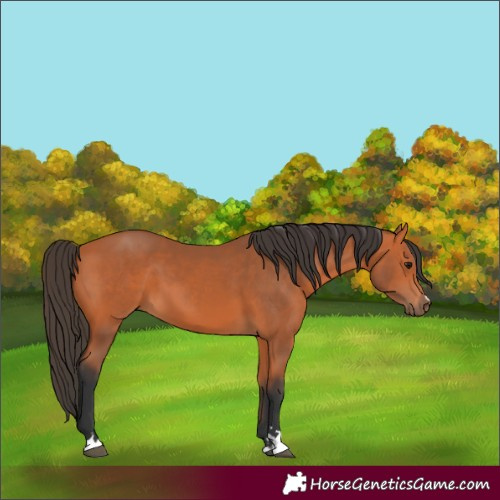 Horse Color:Bay 