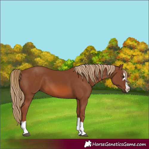Horse Color:Chestnut 