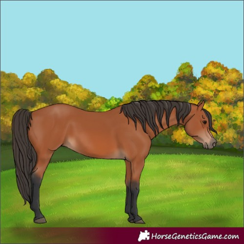 Horse Color:Bay Rabicano 
