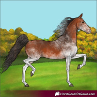 Horse Color:Unknown 