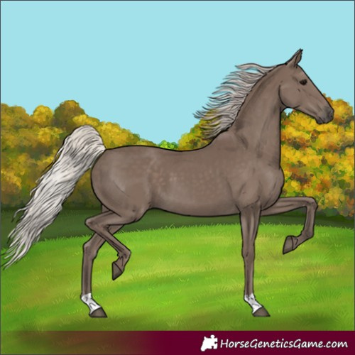 Horse Color:Silver Black 