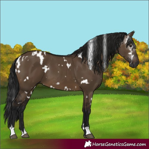 Horse Color:Gray White Spotted Brown Dun 