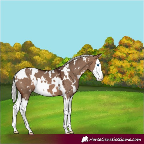 Horse Color:White Spotted Silver Brown Dun Splash 