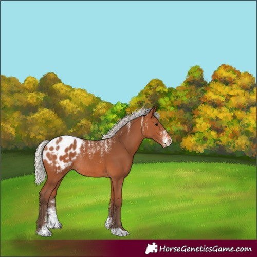 Horse Color:Powder White Silver Bay Appaloosa Rabicano 