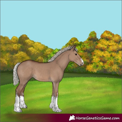 Horse Color:White Spotted Silver Grullo 