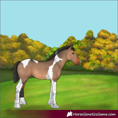 Horse Color:Brown Dun Tobiano 