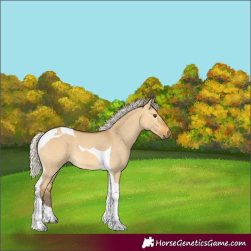 Horse Color:Silver Buckskin Dun Tobiano 