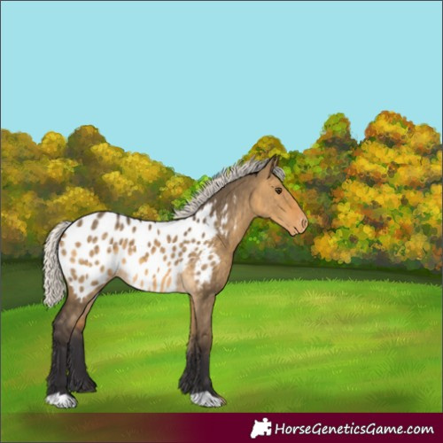 Horse Color:Silver Buckskin Dun Appaloosa 