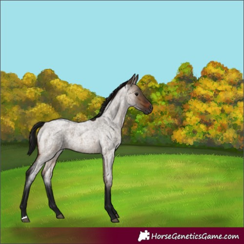 Horse Color:Gray Brown Roan Dun 