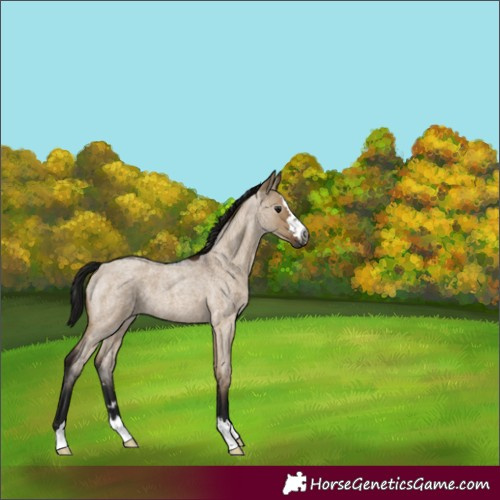 Horse Color:Gray Bay Roan Dun 