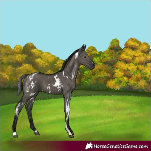 Horse Color:Gray White Spotted Smoky Grullo 