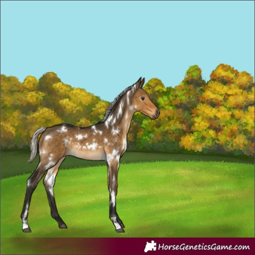 Horse Color:Gray White Spotted Silver Buckskin Dun 