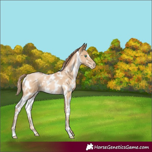 Horse Color:White Spotted Smoky Black Pearl 