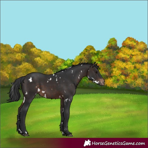Horse Color:White Spotted Brown Appaloosa 