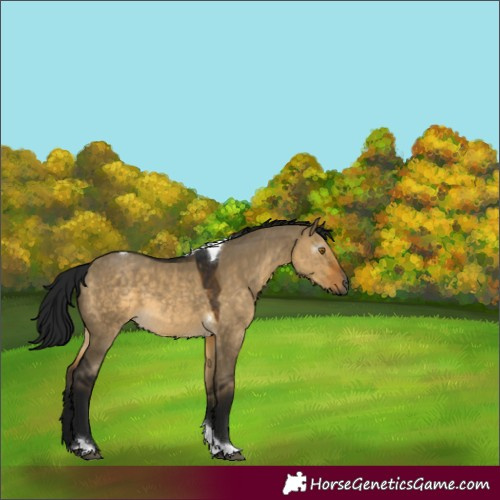 Horse Color:Gray Buckskin Dun Tobiano Rabicano 