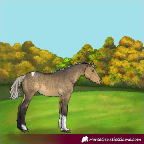 Horse Color:Silver Buckskin Dun Tobiano Appaloosa 