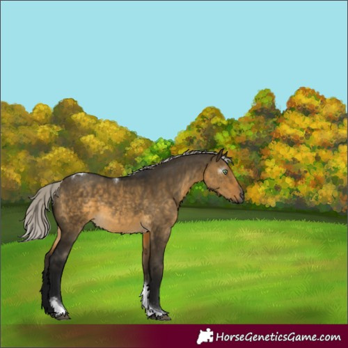 Horse Color:Gray Silver Buckskin Dun Tobiano Rabicano 
