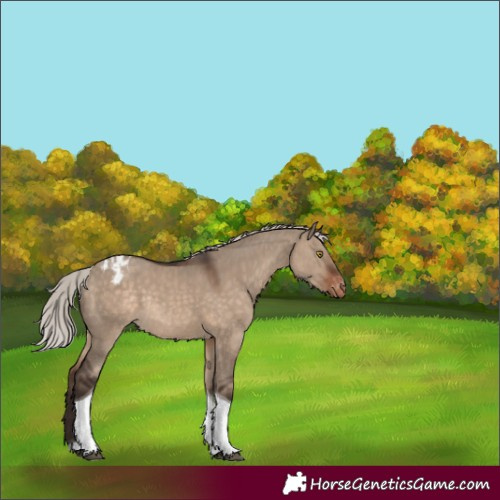 Horse Color:Silver Brown Dun Tobiano Varnish Rabicano 