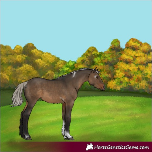 Horse Color:Gray Silver Brown Dun Tobiano Rabicano 