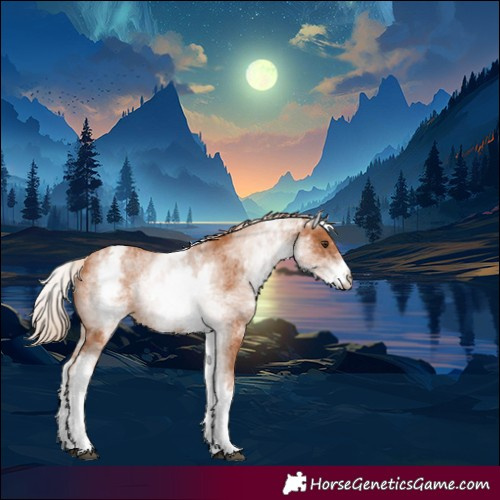 Horse Color:White Spotted Chestnut 