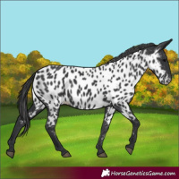 Horse Color:Black Appaloosa 