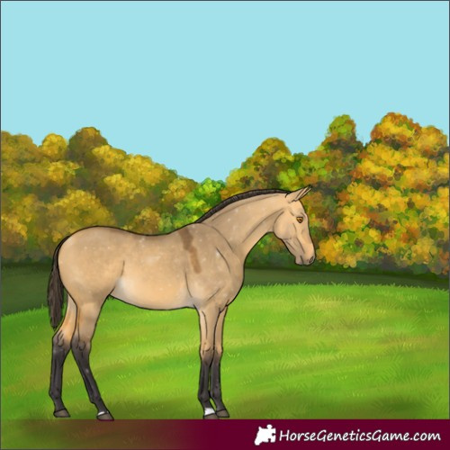 Horse Color:Buckskin Dun 