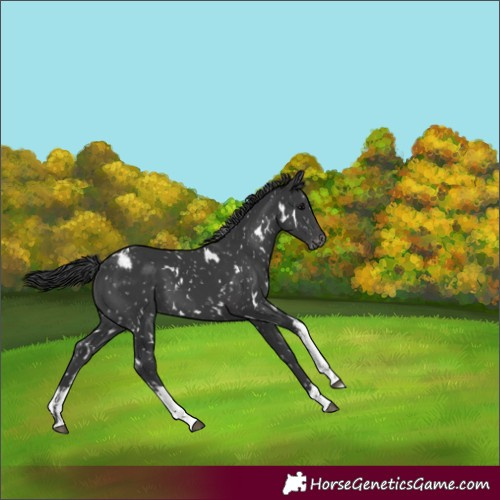 Horse Color:White Spotted Black Blanket 