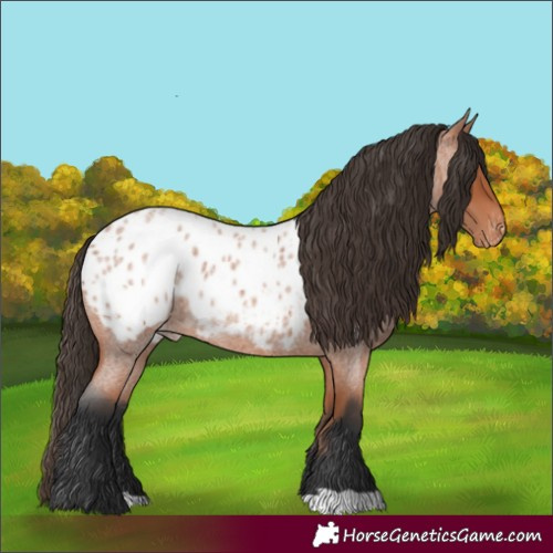 Horse Color:Bay Roan Appaloosa 