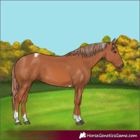 Horse Color:Unknown 