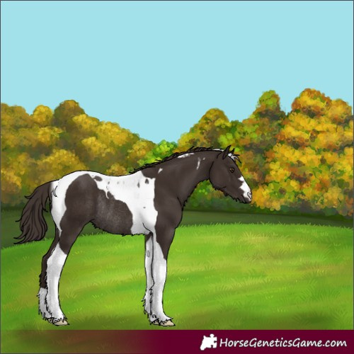 Horse Color:Liver Chestnut Tobiano Rabicano 