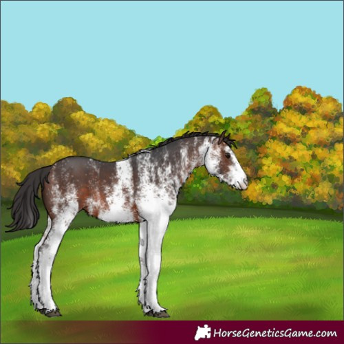 Horse Color:White Spotted Brown Rabicano 