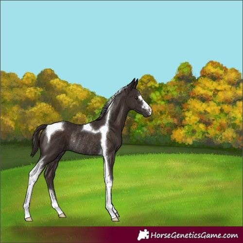 Horse Color:Liver Chestnut Tobiano Rabicano 
