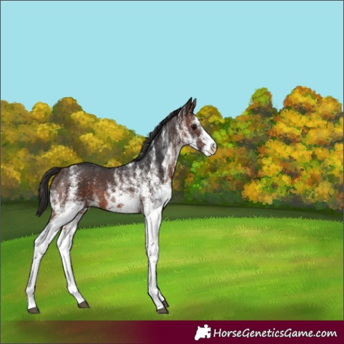 Horse Color:White Spotted Brown Rabicano 