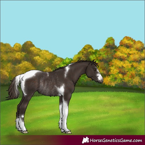 Horse Color:Liver Chestnut Tobiano Rabicano 