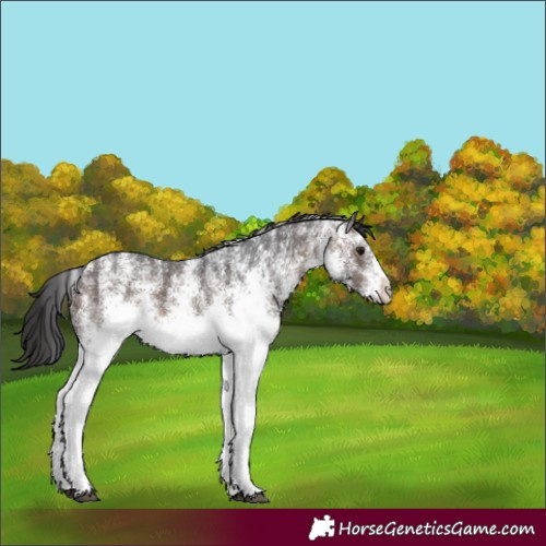 Horse Color:White Spotted Brown Rabicano 