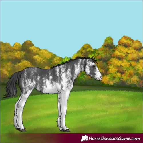 Horse Color:White Spotted Black Rabicano 