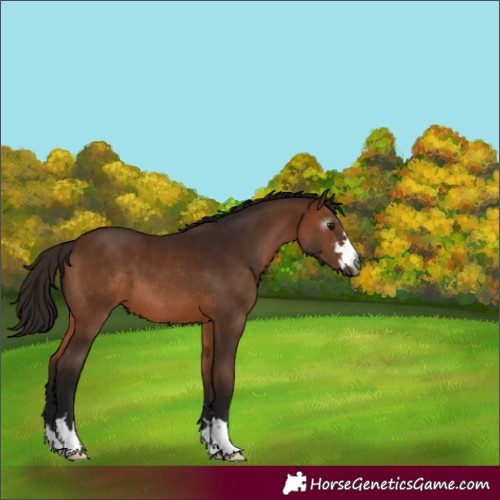 Horse Color:Gray Bay 